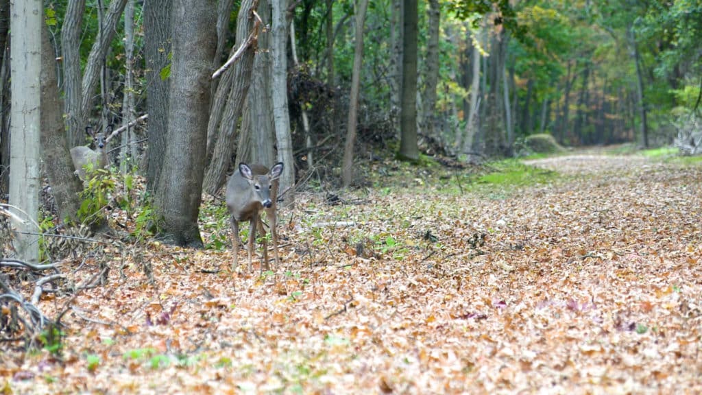 whitetail deer on the odessa-hector rail trail in fall